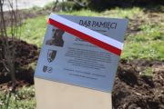 Dęby Pamięci, foto nr 2, Weronika Ziółkowska
